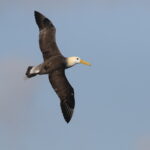 Waved Albatross (image by János Oláh)