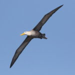 Waved Albatross (image by János Oláh)