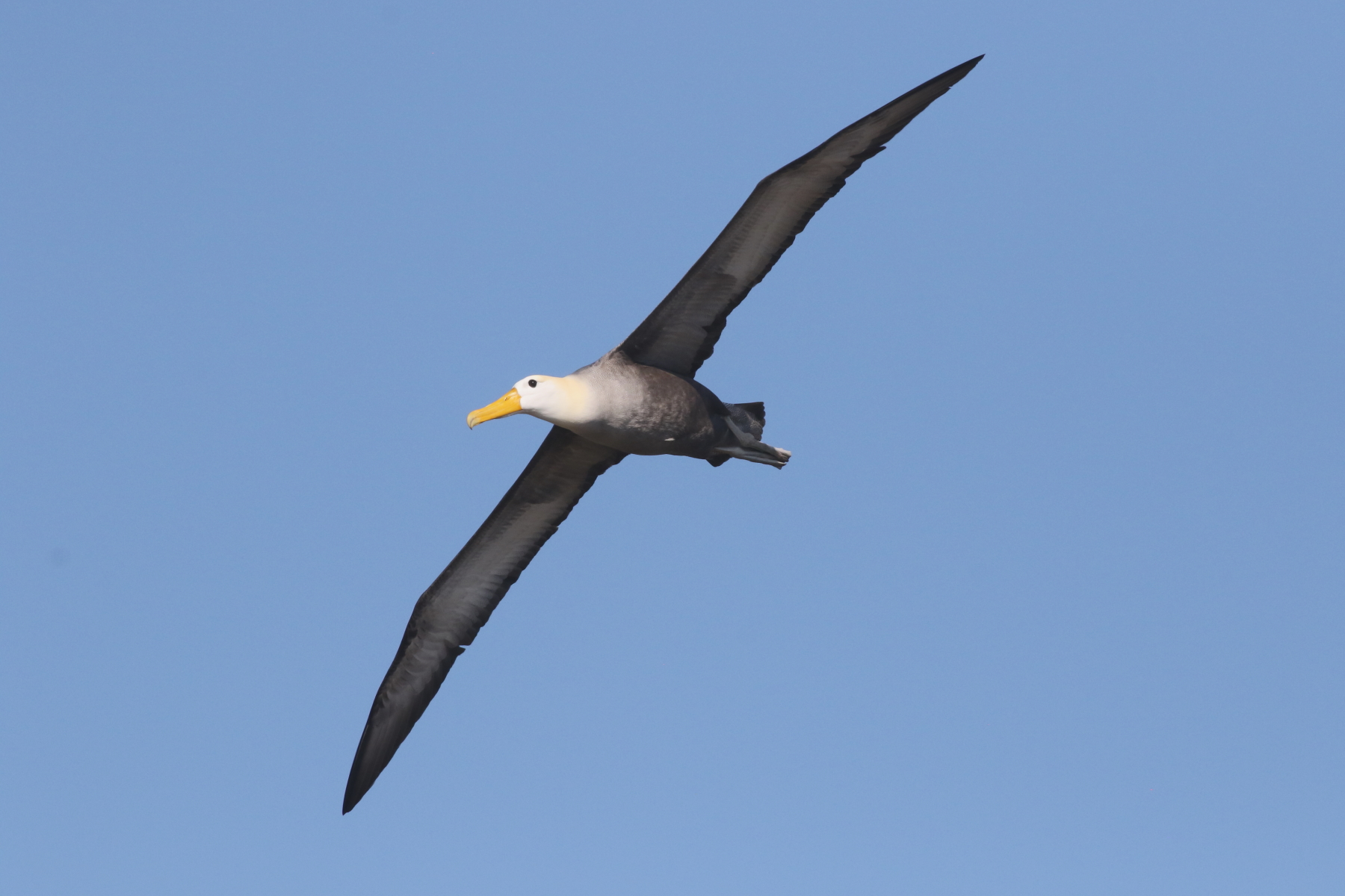 Waved Albatross (image by János Oláh)