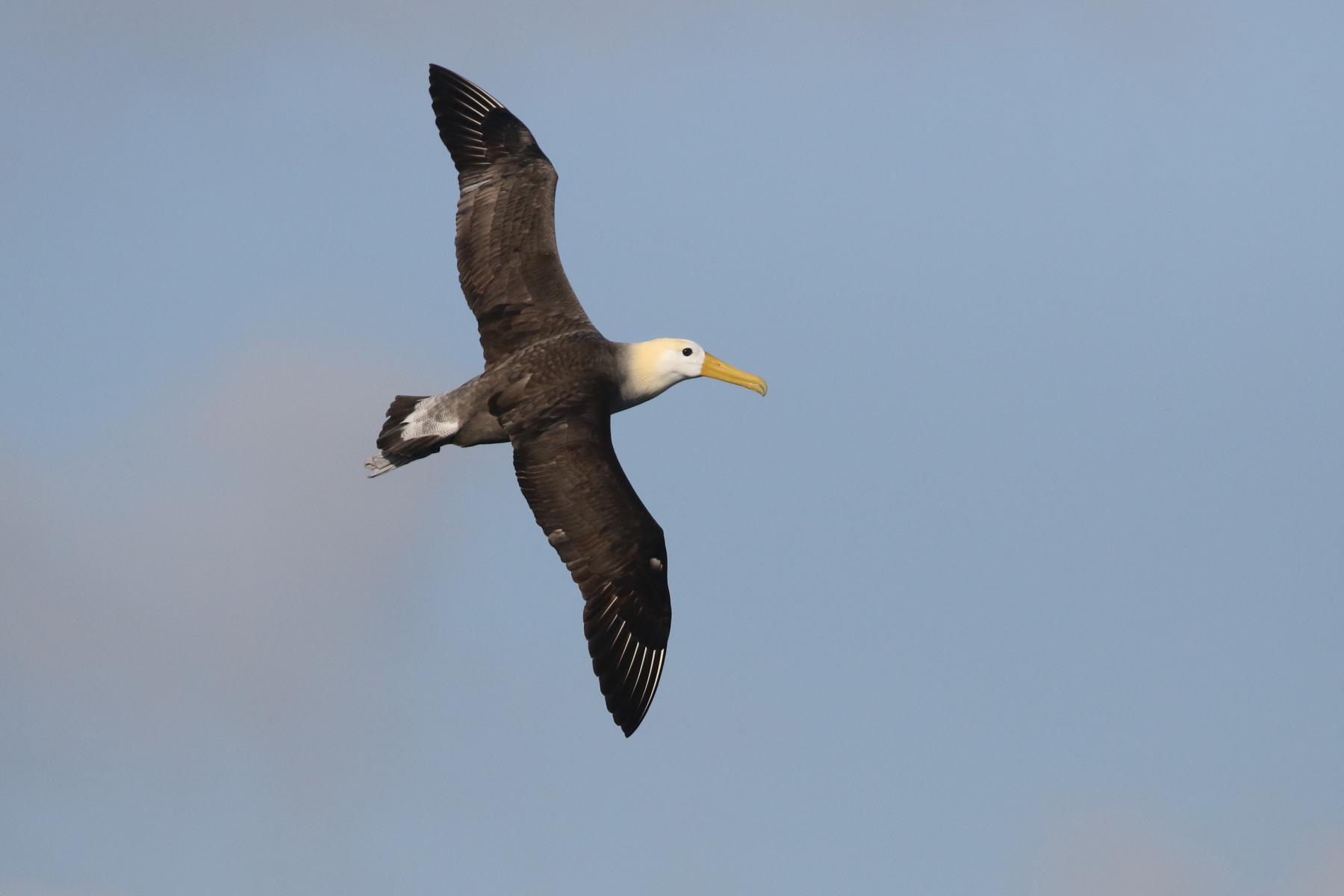 Waved Albatross (image by János Oláh)