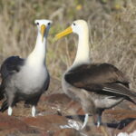 Waved Albatross (image by János Oláh)