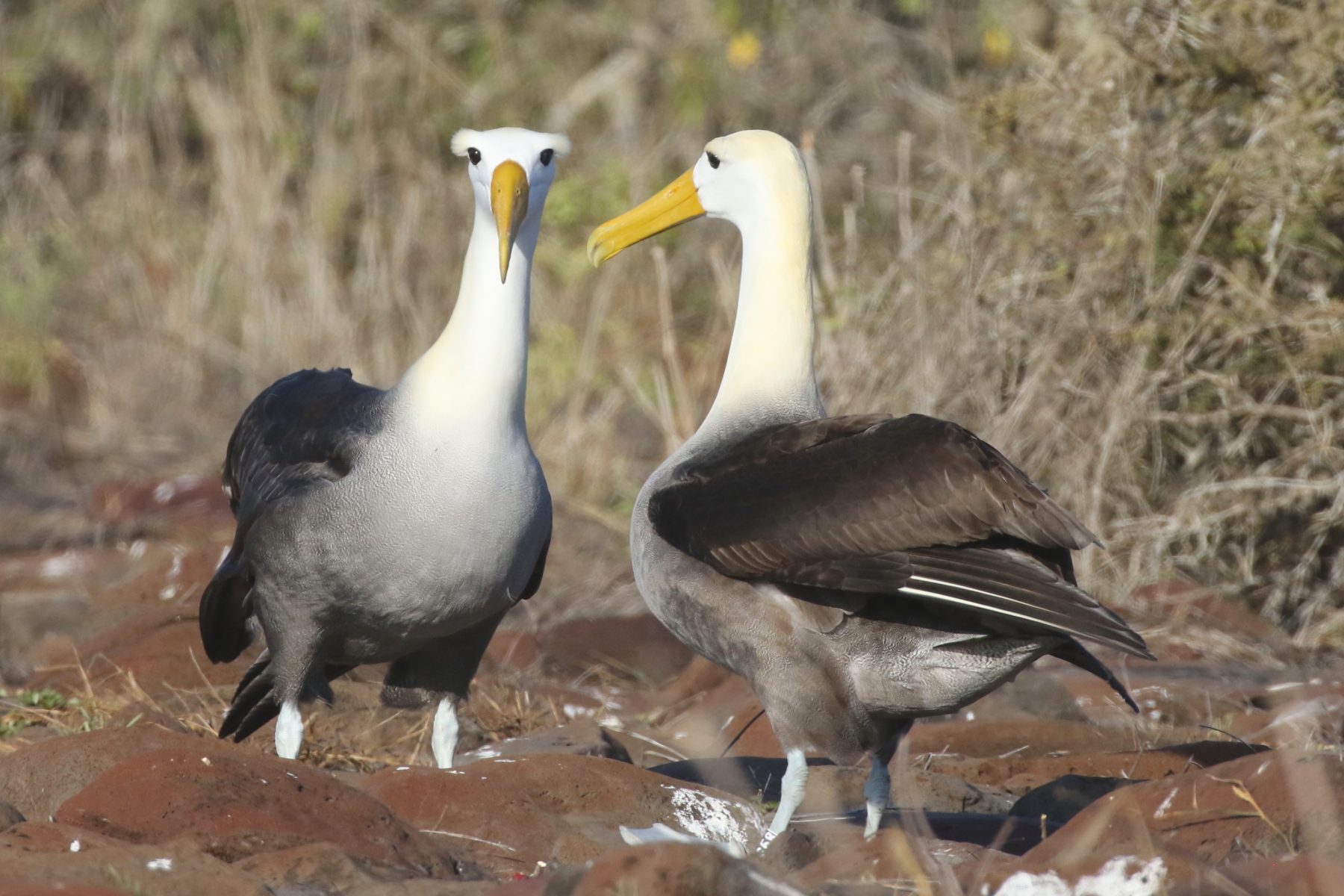 Waved Albatross (image by János Oláh)