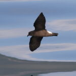 Wedge-rumped Storm Petrel (image by János Oláh)