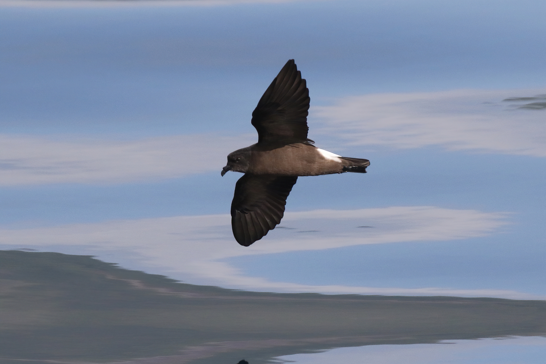 Wedge-rumped Storm Petrel (image by János Oláh)