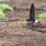 Wedge-rumped Storm Petrel (image by János Oláh)