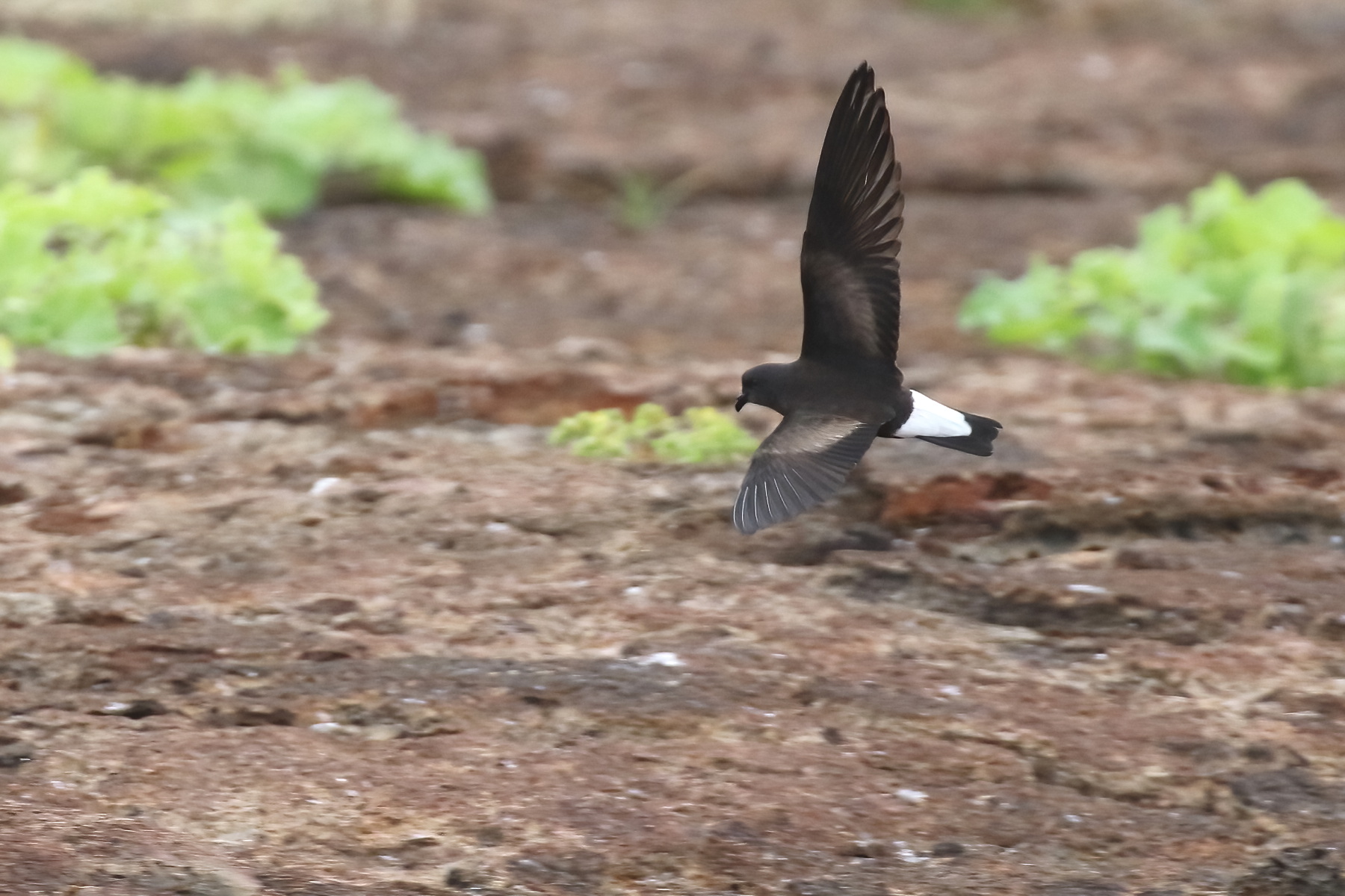Wedge-rumped Storm Petrel (image by János Oláh)