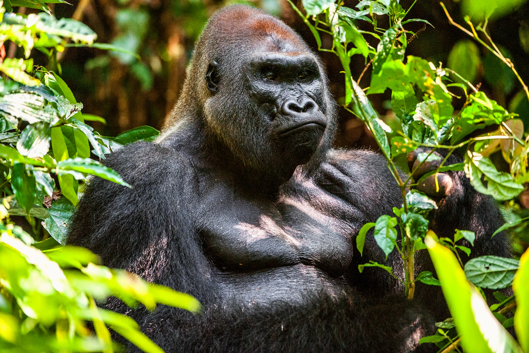 Portrait of a male Western Lowland Gorilla in the Central African Republic