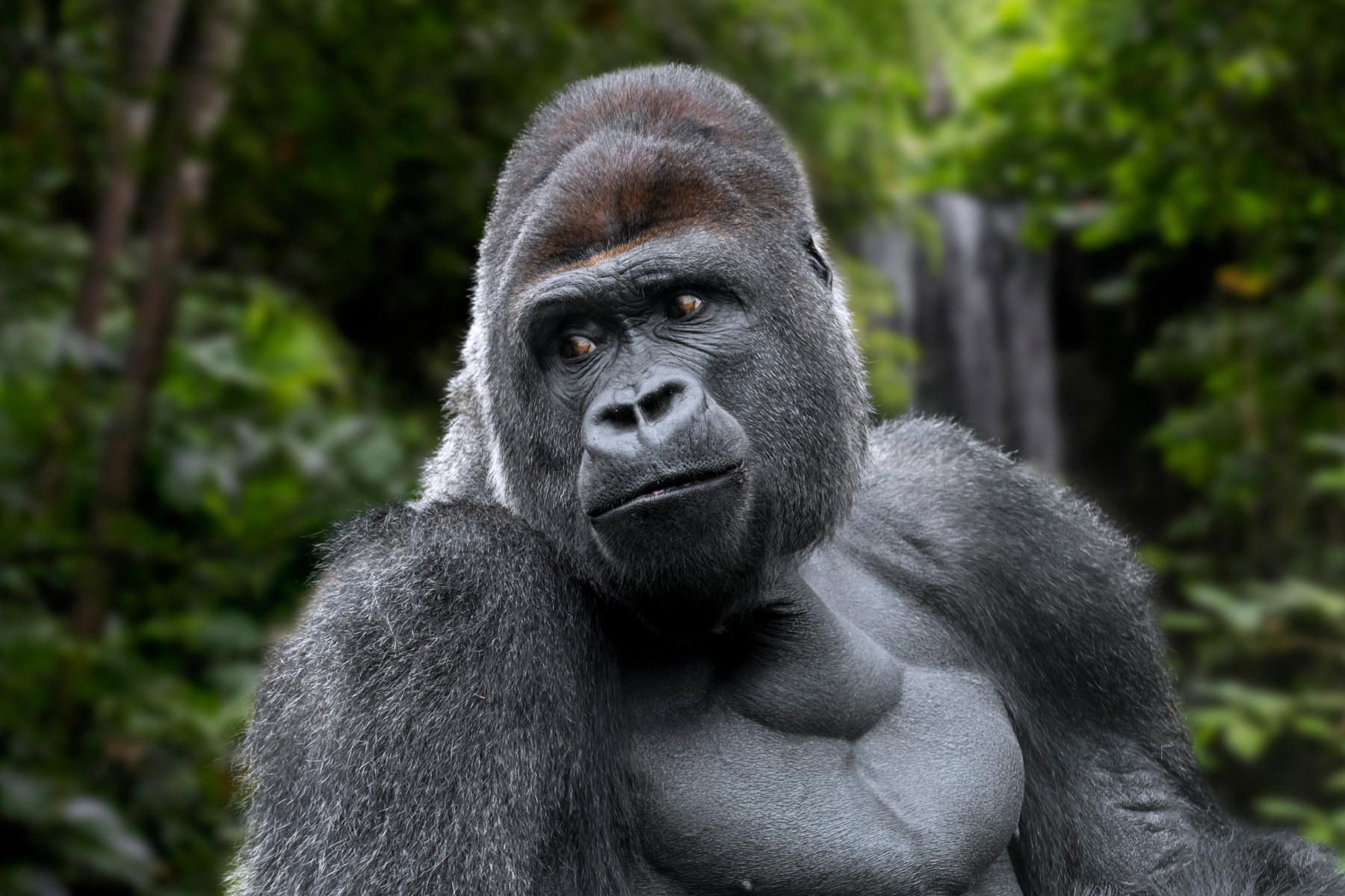 Western Lowland Gorilla Silverback