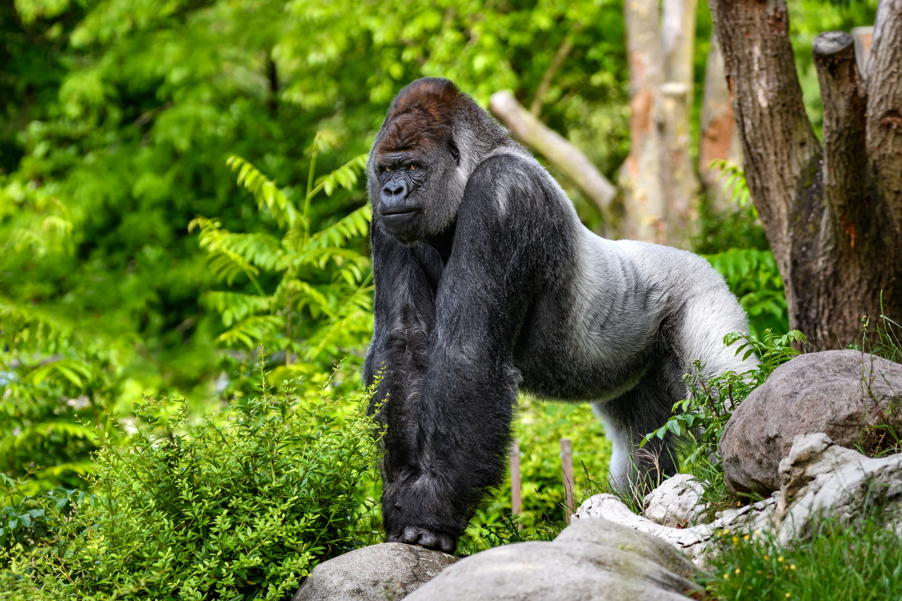 A Silverback Western Lowland Gorilla. They differ from Mountain Gorillas by colouration and size