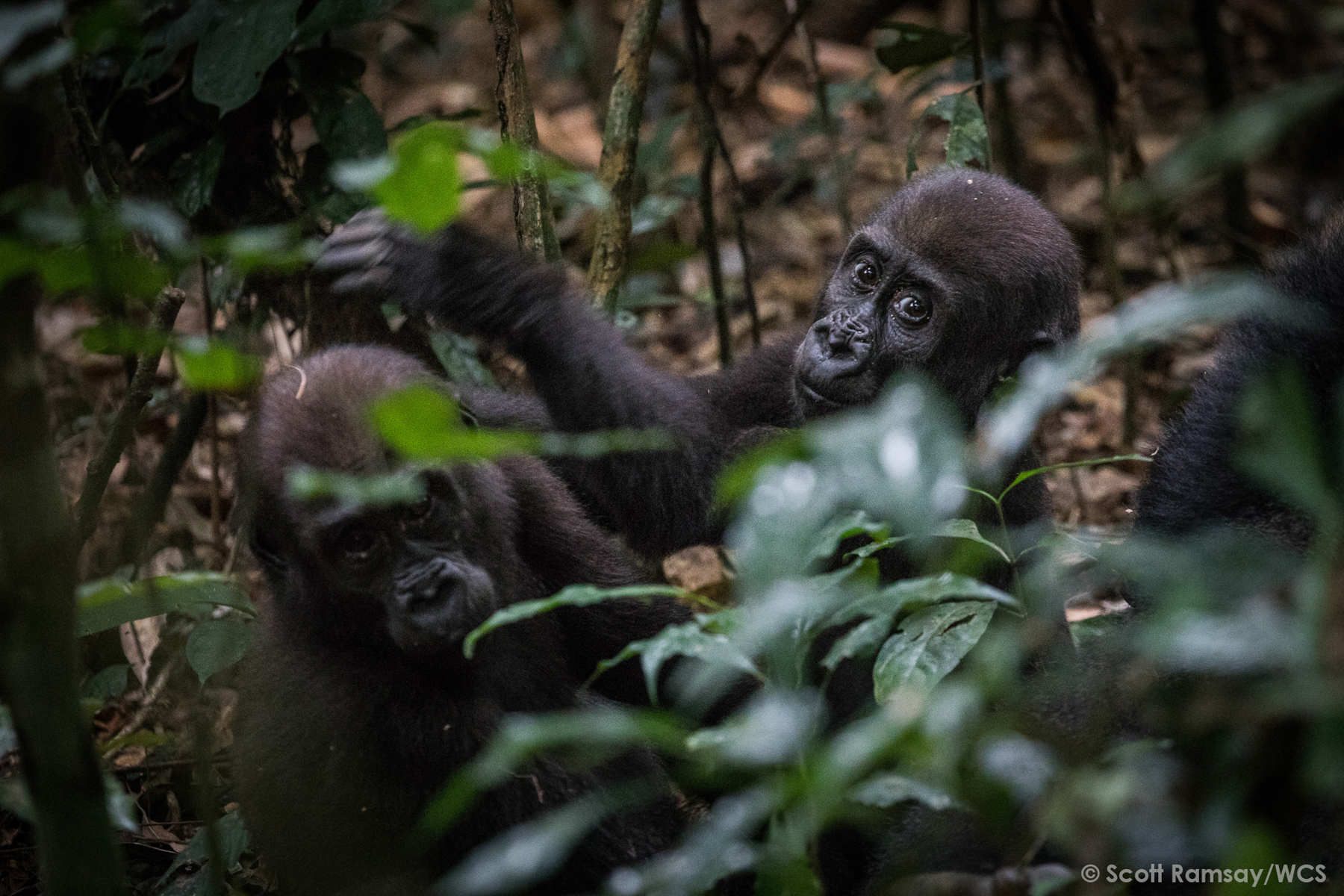 A mischievous gorilla youngster (image by Scott Ramsay)