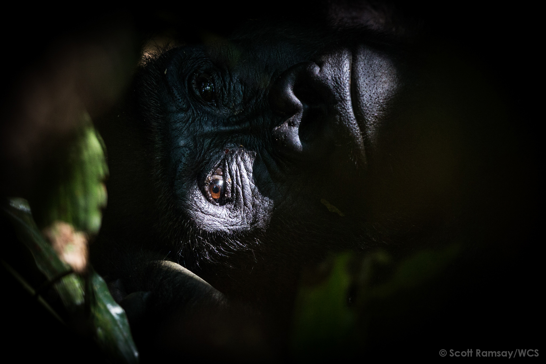In the dappled forest light, the eye of a Western Lowland Gorilla (image by Scott Ramsay)
