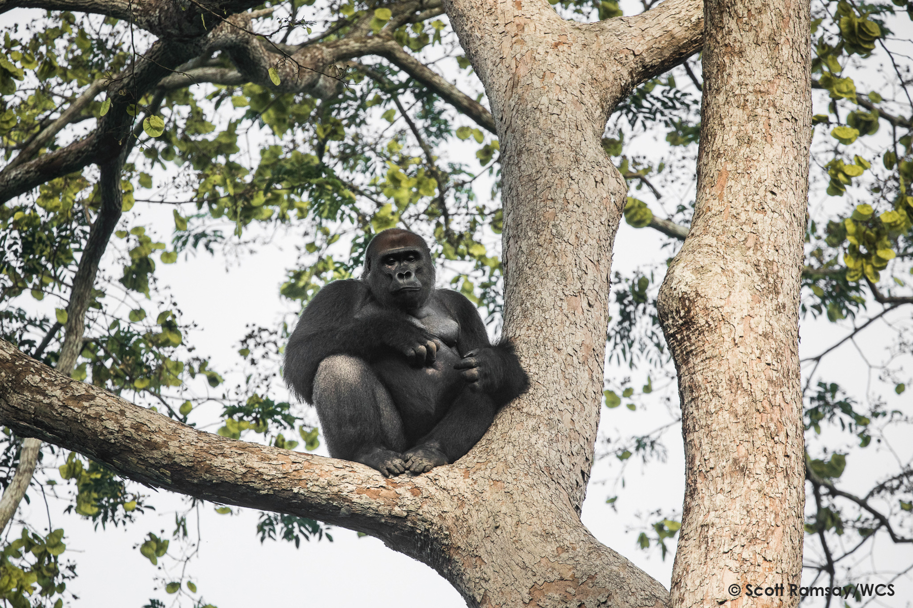 Unlike their Mountain Gorilla cousins, Western Lowland Gorillas spend a little more time in trees (image by Scott Ramsay)