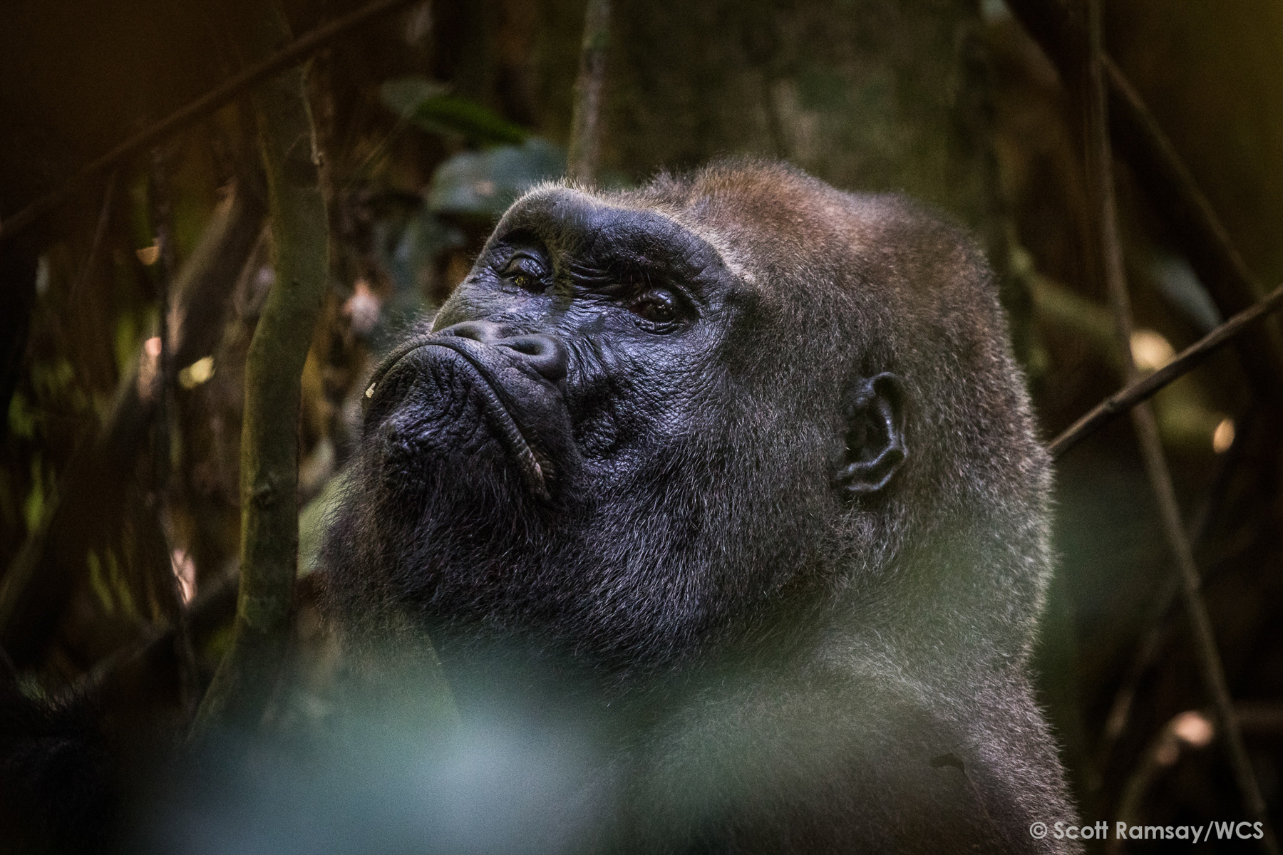 A male Western Lowland Gorilla looks towards the light of the rainforest canopy (image by Scott Ramsay)
