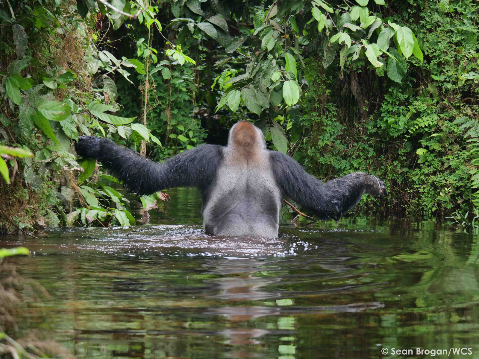 A male Western Lowland Gorilla crosses the Mondika River, a tributary of the Congo (image by Sean Brogan)