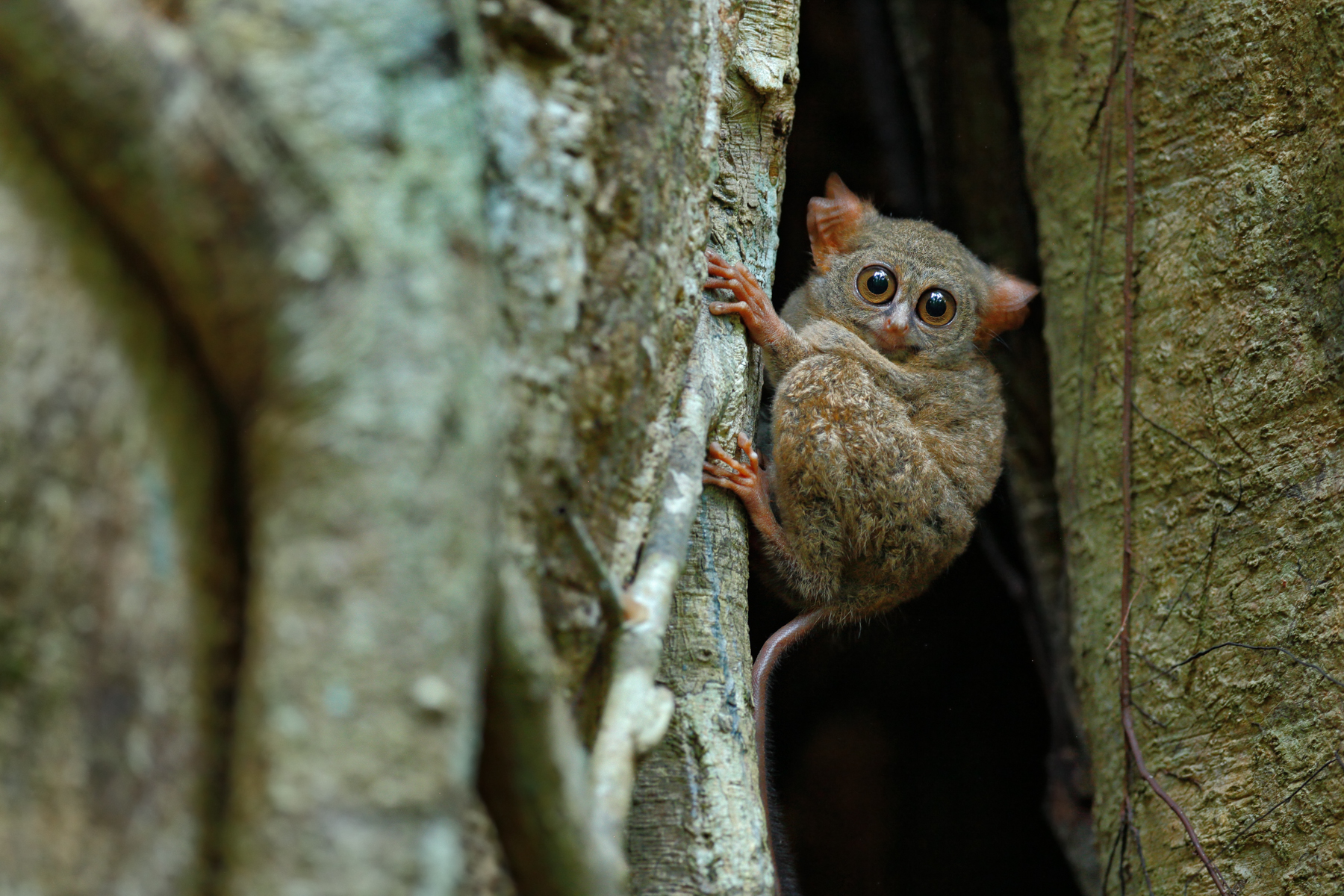 Spectral Tarsier