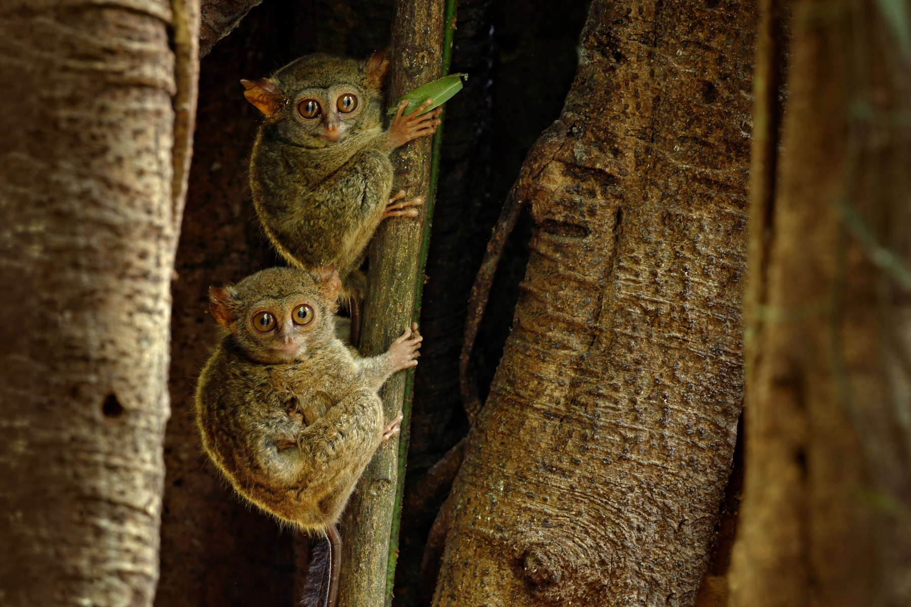 Spectral Tarsier