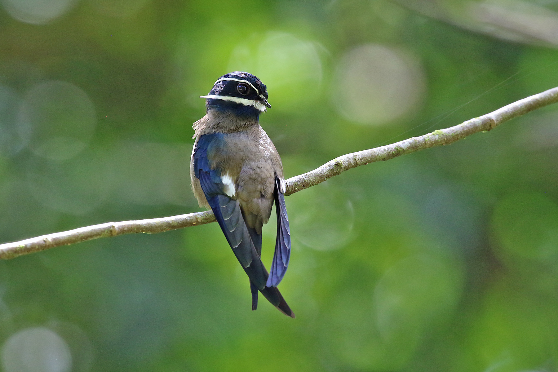 Whiskered Treeswift (image by Pete Morris)