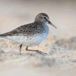 White-rumped Sandpiper (image by János Oláh)