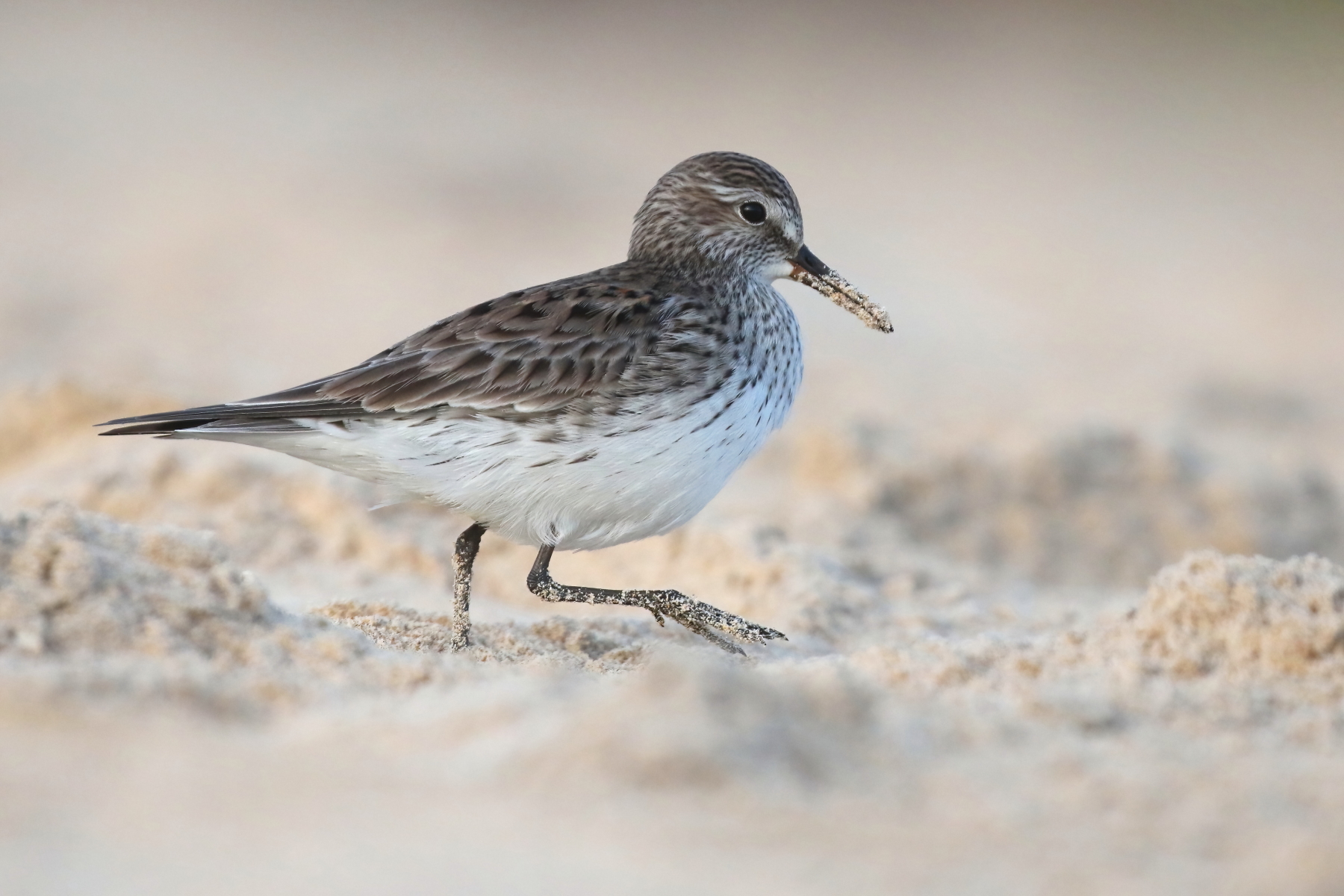 White-rumped Sandpiper (image by János Oláh)