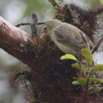 Woodpecker Finch (image by János Oláh)