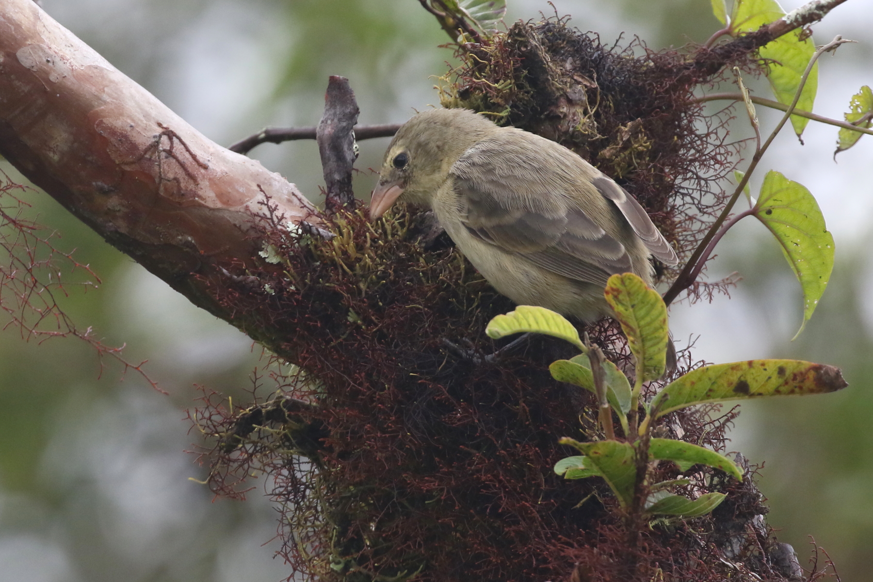 Woodpecker Finch (image by János Oláh)