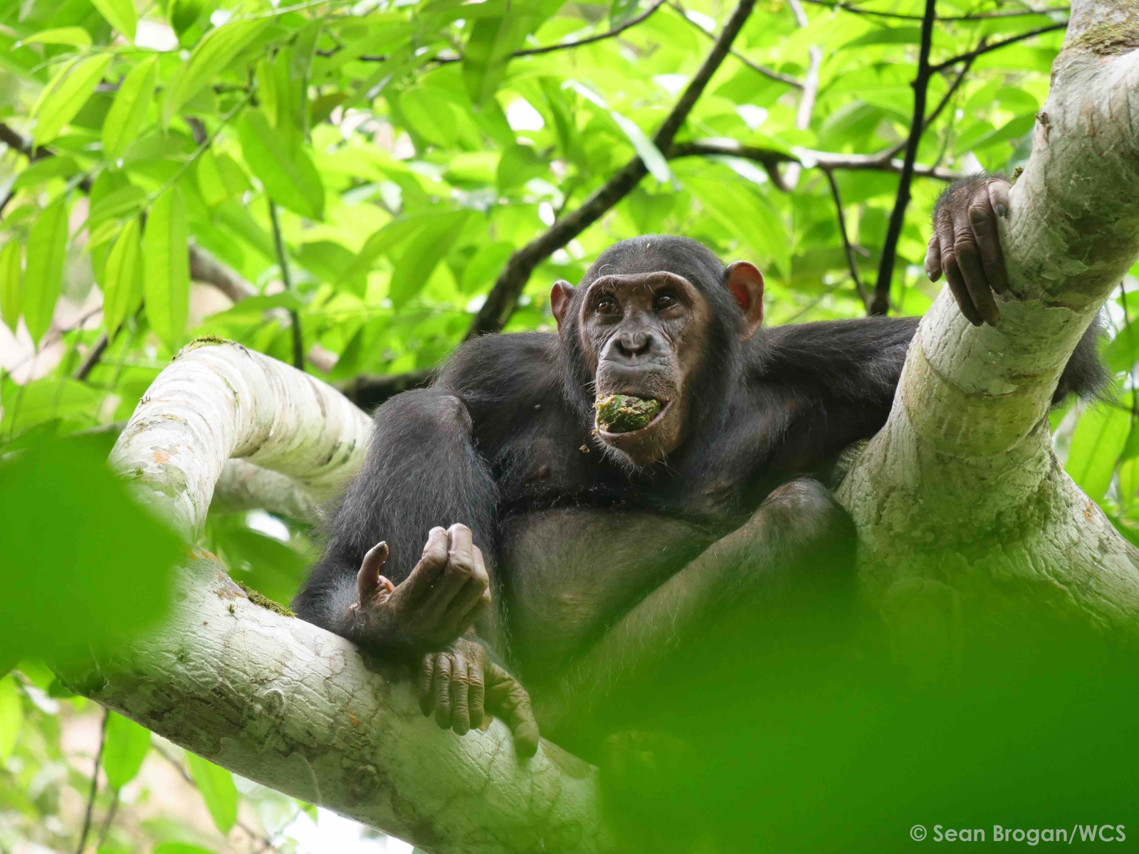 A young Chimpanzee tries to eat her food quickly while watching Mangabeys nearby (image by Sean Brogan)