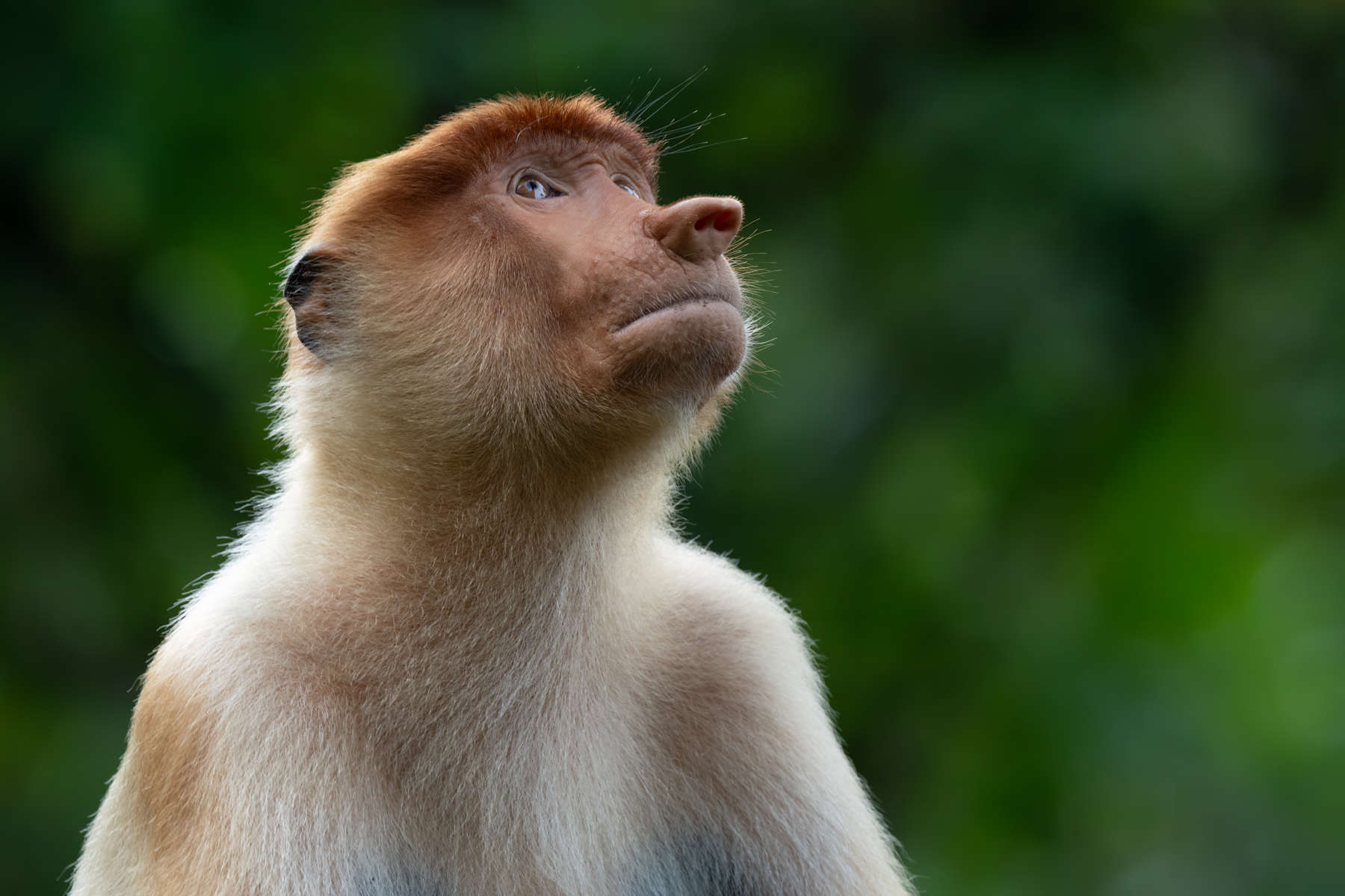 Young male Proboscis (image by Inger Vandyke)