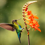Often designated as 'the world's most beautiful hummingbird', the Fiery Throated Hummingbird's plumage is a riot of shimmering rainbow colours. They are endemic to the cloud forests of Costa Rica and western Panama (image by Gin Wilde)
