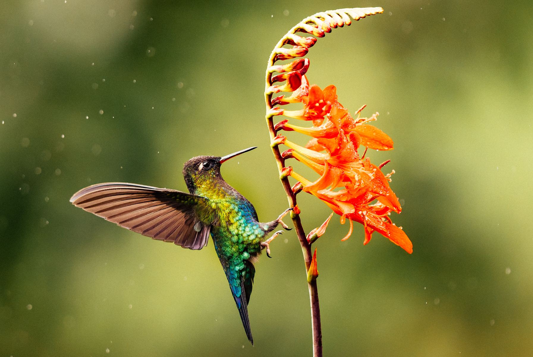 Often designated as 'the world's most beautiful hummingbird', the Fiery Throated Hummingbird's plumage is a riot of shimmering rainbow colours. They are endemic to the cloud forests of Costa Rica and western Panama (image by Gin Wilde)