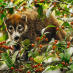 An adorable White-nosed Coati (sometimes also known as the coatimundi) raids the berries of ornamental trees in the foothills of Costa Rica's Arenal Volcano (image by Gin Wilde)