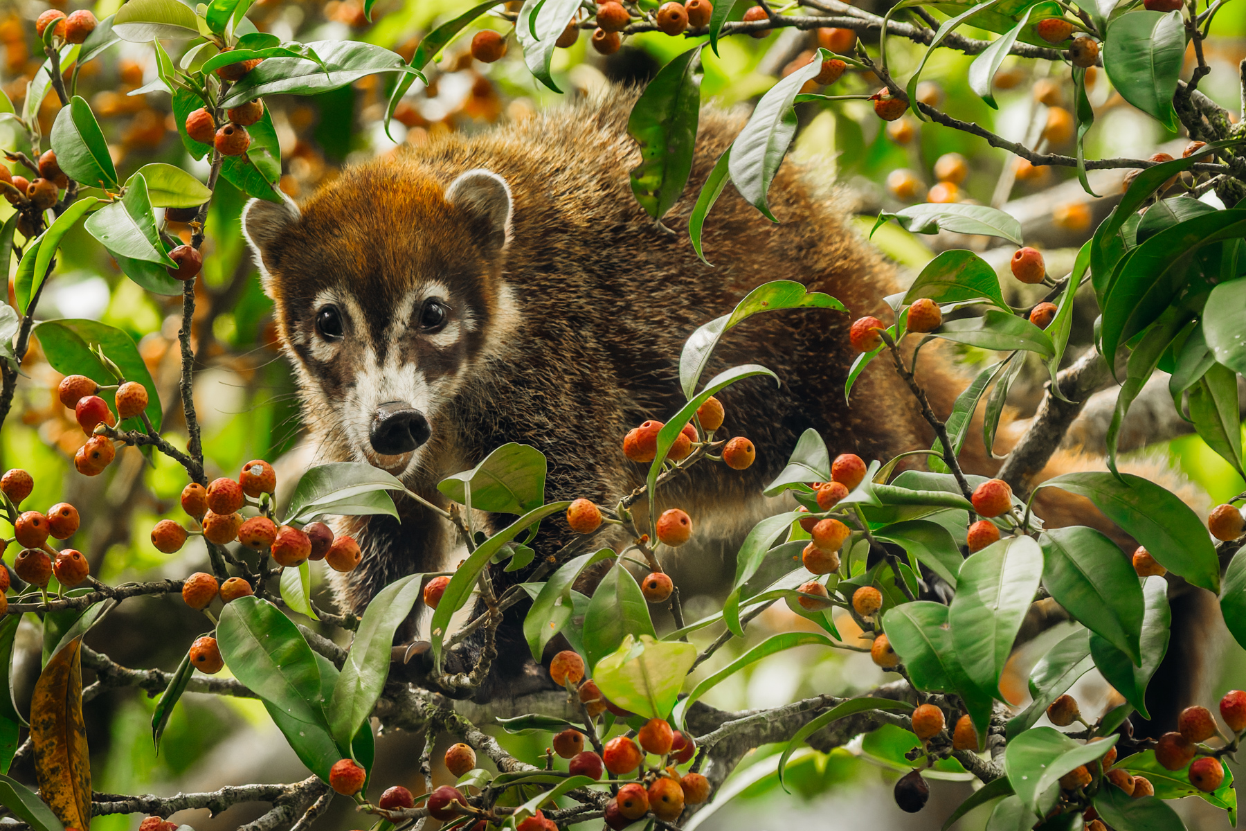 An adorable White-nosed Coati (sometimes also known as the coatimundi) raids the berries of ornamental trees in the foothills of Costa Rica's Arenal Volcano (image by Gin Wilde)