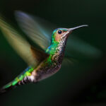 Hand-holding a camera to capture movement in a hummingbird (such as this female White-necked Jacobin) at a shutter speed of 1/100 - but without resulting in a totally blurry image - requires some patience. But can result in compelling images (image by Gin Wilde)