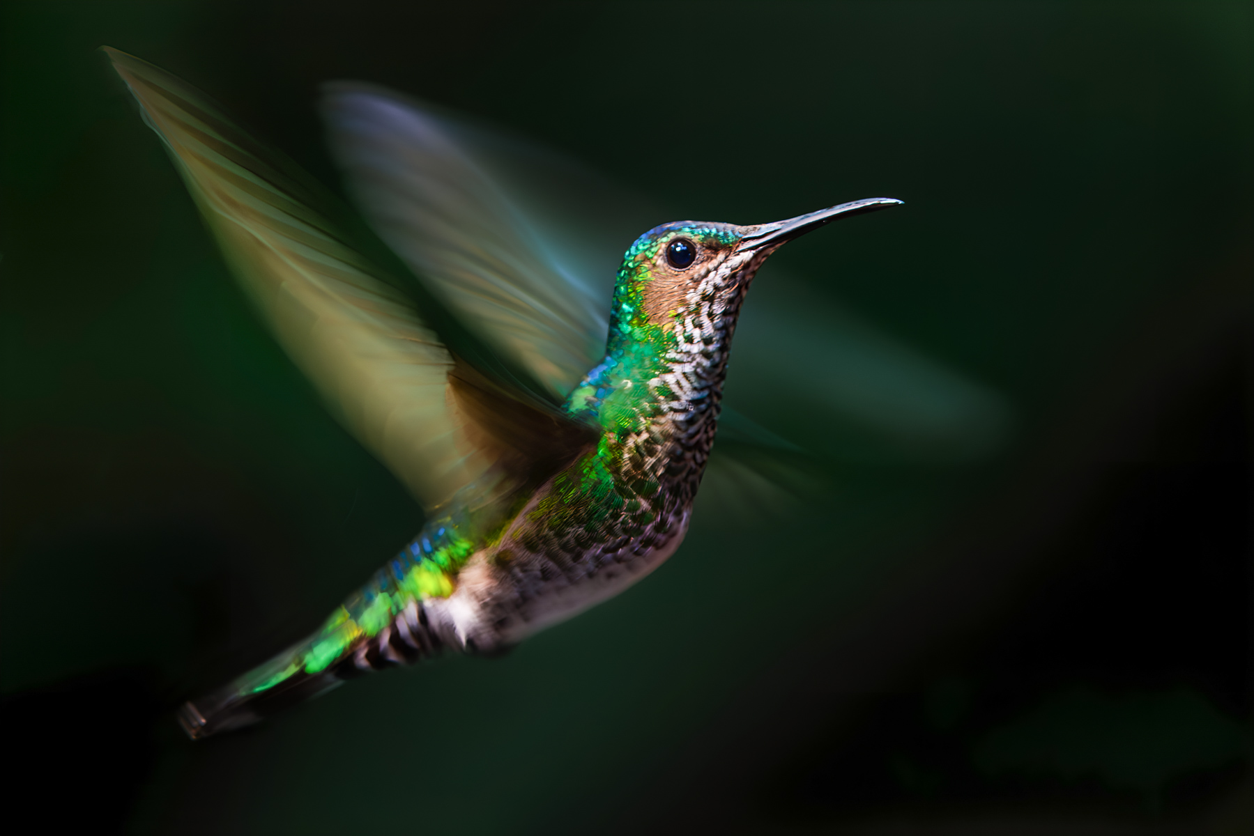 Hand-holding a camera to capture movement in a hummingbird (such as this female White-necked Jacobin) at a shutter speed of 1/100 - but without resulting in a totally blurry image - requires some patience. But can result in compelling images (image by Gin Wilde)
