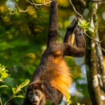 'Hang on, I can reach the best leaves, I know I can!' A Mantled Howler Monkey - the loudest monkey in Costa Rica - stretches to grab leaves in its treetop home (image by Gin Wilde)