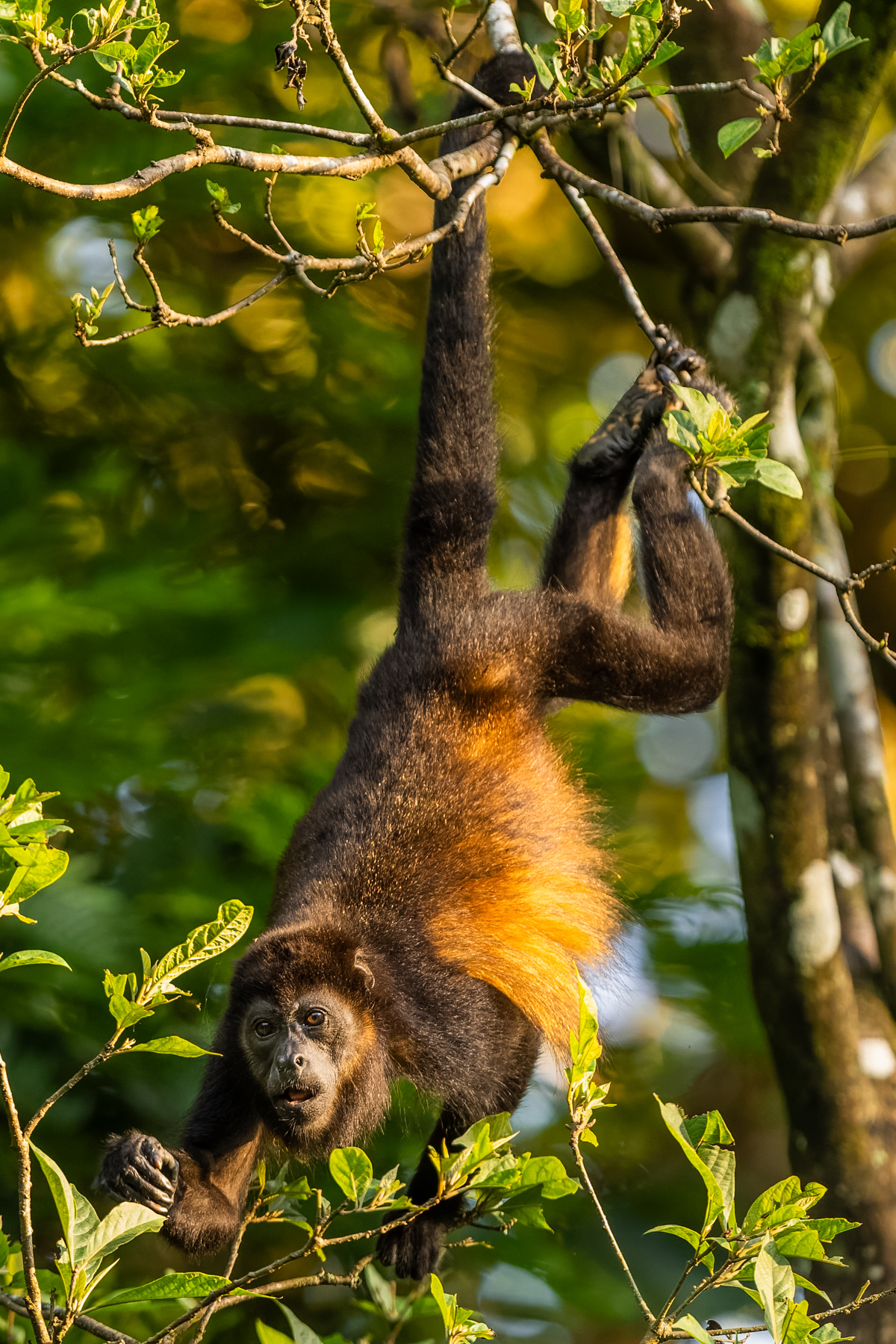 'Hang on, I can reach the best leaves, I know I can!' A Mantled Howler Monkey - the loudest monkey in Costa Rica - stretches to grab leaves in its treetop home (image by Gin Wilde)