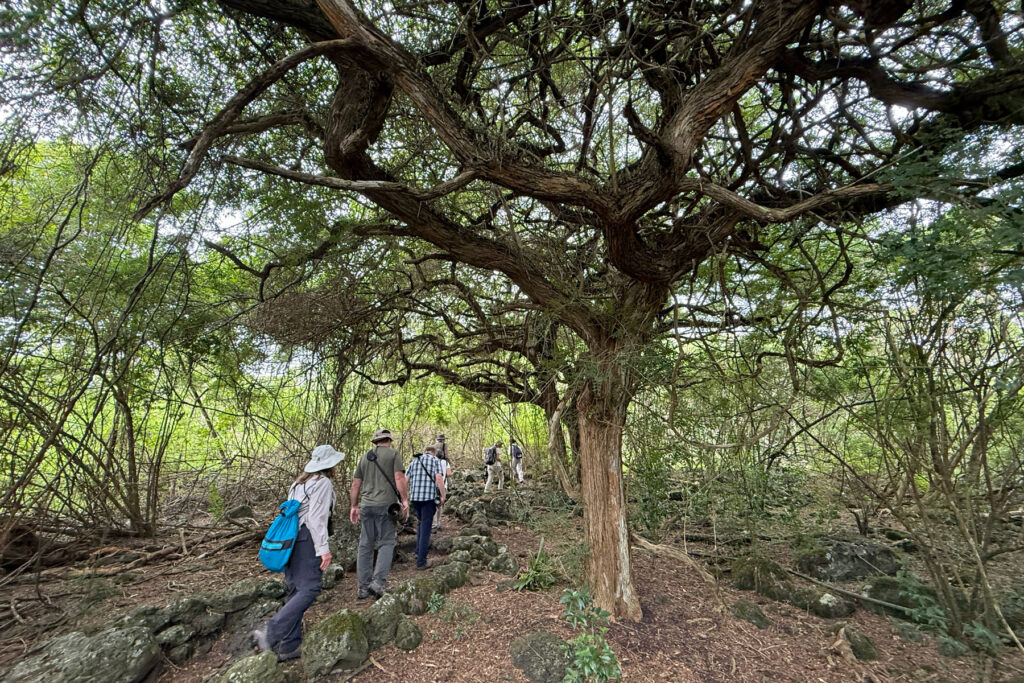A walk in the woods on Floreana (Image by Mike Watson)