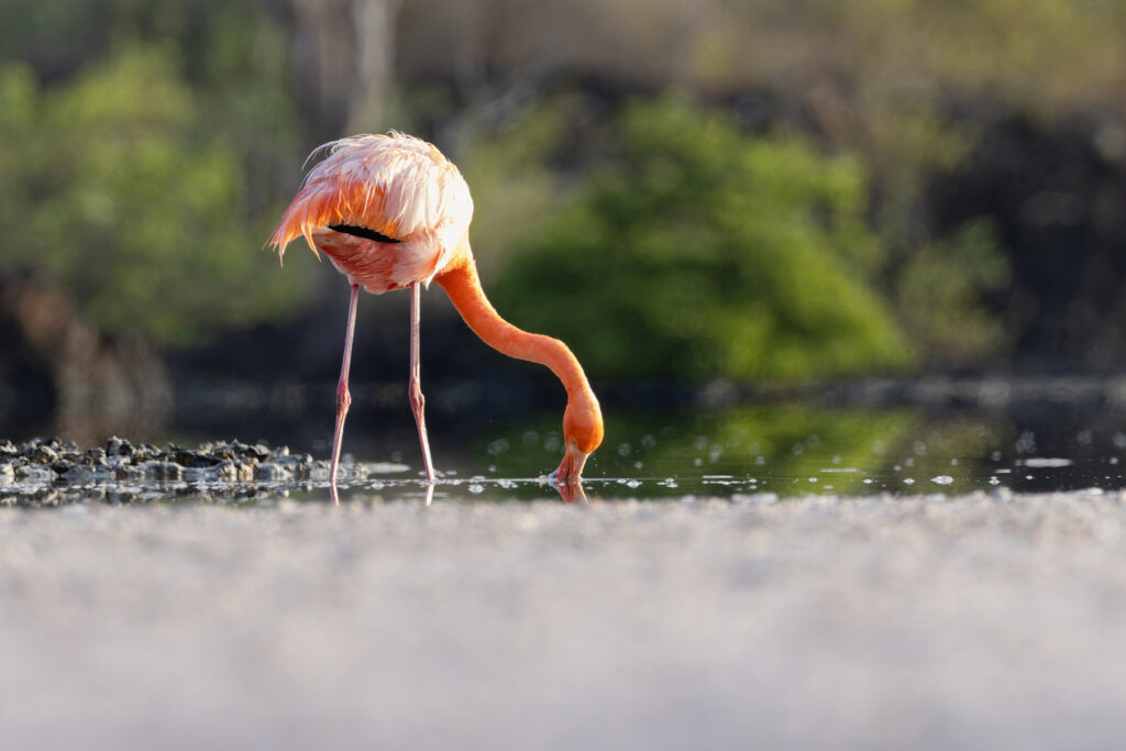 American Flamingo of the form endemic to the Galapagos (Image by Mike Watson)
