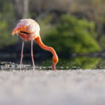 American Flamingo of the form endemic to the Galapagos (Image by Mike Watson)