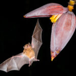 'Tongue out if you're hungry for nectar!' Orange Nectar Bats in Costa Rica were observed using a unique feeding mechanism that's never been seen in any other animal - allowing them to pull liquid against gravity using a pumping mechanism (image by Gin Wilde)