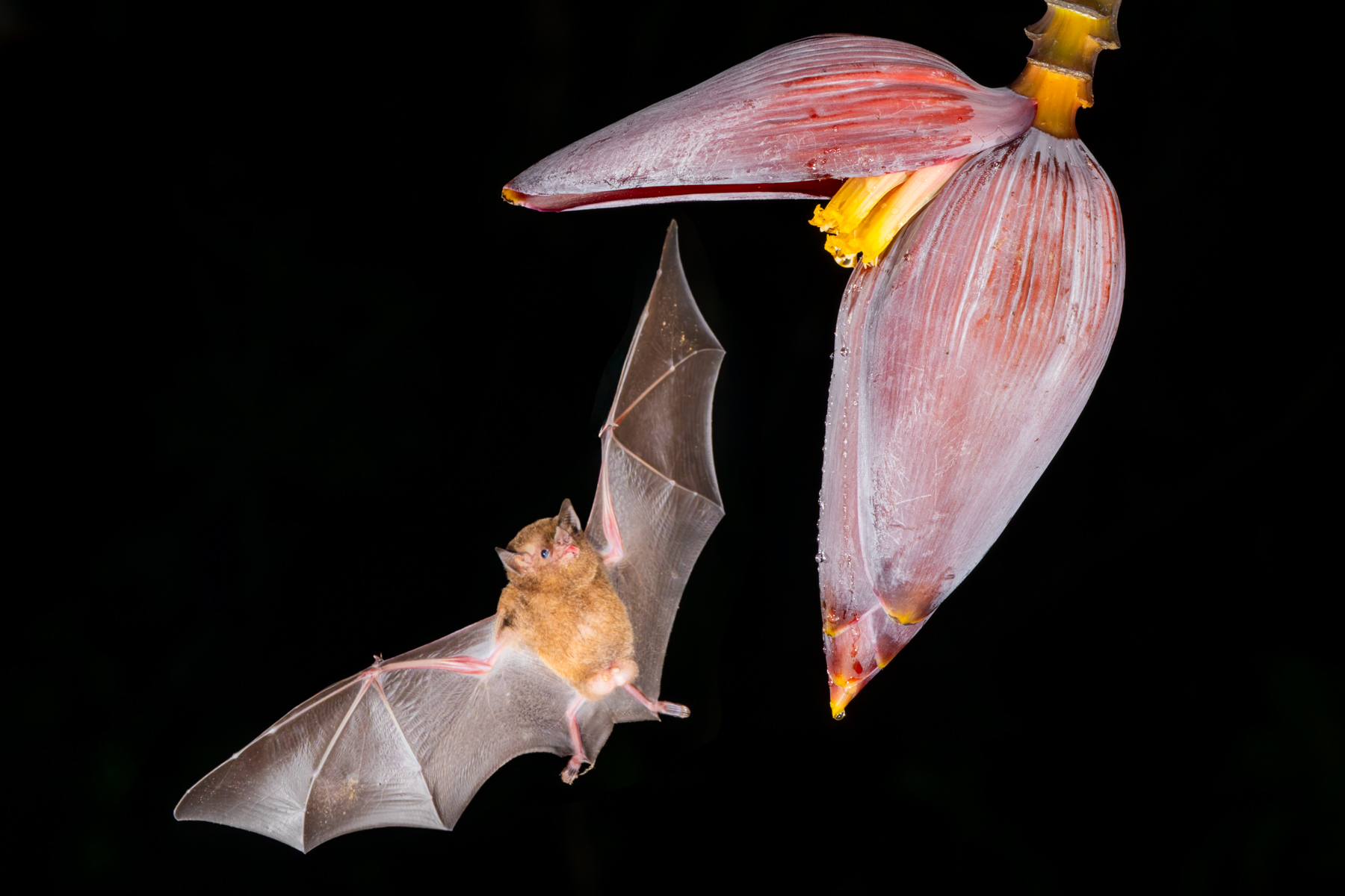 'Tongue out if you're hungry for nectar!' Orange Nectar Bats in Costa Rica were observed using a unique feeding mechanism that's never been seen in any other animal - allowing them to pull liquid against gravity using a pumping mechanism (image by Gin Wilde)