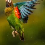 'And up and up we go!' A Brown-hooded Parrot soars skyward, displaying its child's paintbox colouration, at Laguna del Lagarto, Costa Rica (image by Gin Wilde)