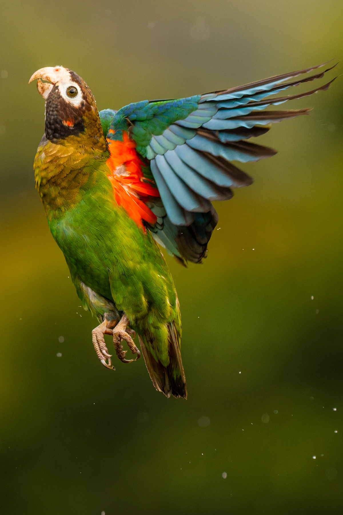 'And up and up we go!' A Brown-hooded Parrot soars skyward, displaying its child's paintbox colouration, at Laguna del Lagarto, Costa Rica (image by Gin Wilde)