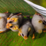 If you can find cuter bats than these Honduran White Bats, then I'd like to see them! These entirely white bats - found only in six of the estimated 1,300 bat species - construct 'tents' out of understory plant leaves by strategically cutting the leaf ribs with their teeth (image by Gin Wilde)