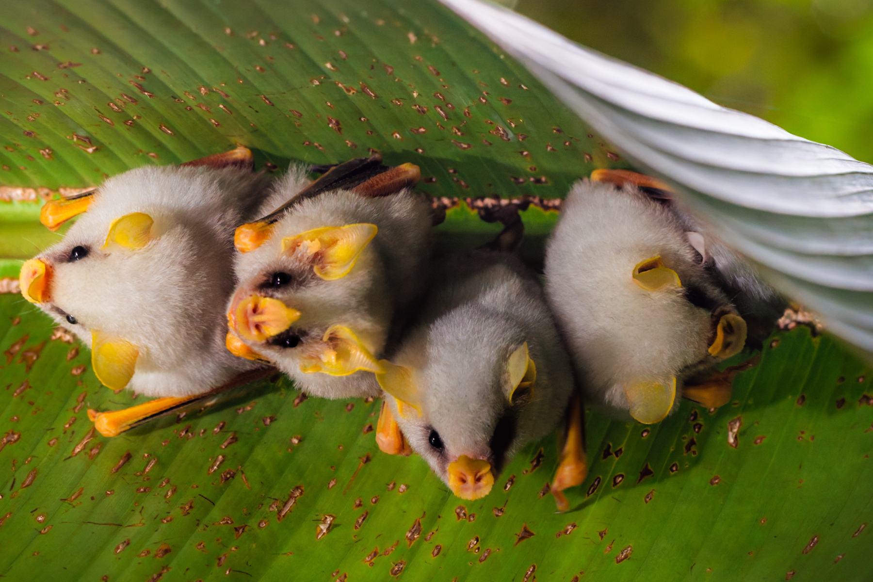 If you can find cuter bats than these Honduran White Bats, then I'd like to see them! These entirely white bats - found only in six of the estimated 1,300 bat species - construct 'tents' out of understory plant leaves by strategically cutting the leaf ribs with their teeth (image by Gin Wilde)
