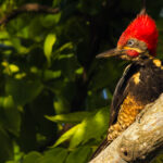With more than a passing resemblance to the 'Woody Woodpecker' cartoon bird, the wonderful red crest of the Lineated Woodpecker gives it a striking appearance (image by Gin Wilde)