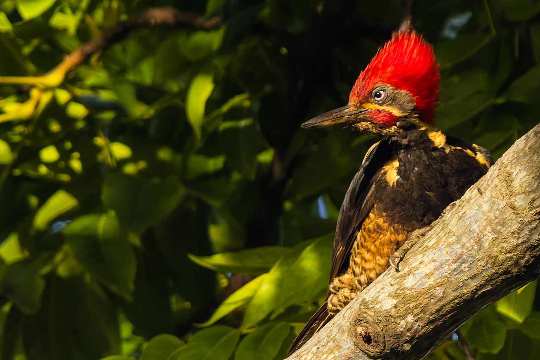 With more than a passing resemblance to the 'Woody Woodpecker' cartoon bird, the wonderful red crest of the Lineated Woodpecker gives it a striking appearance (image by Gin Wilde)