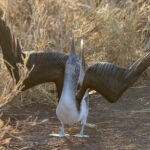 Blue-footed Booby’s bizarre sky-pointing display posture (Image by Mike Watson)