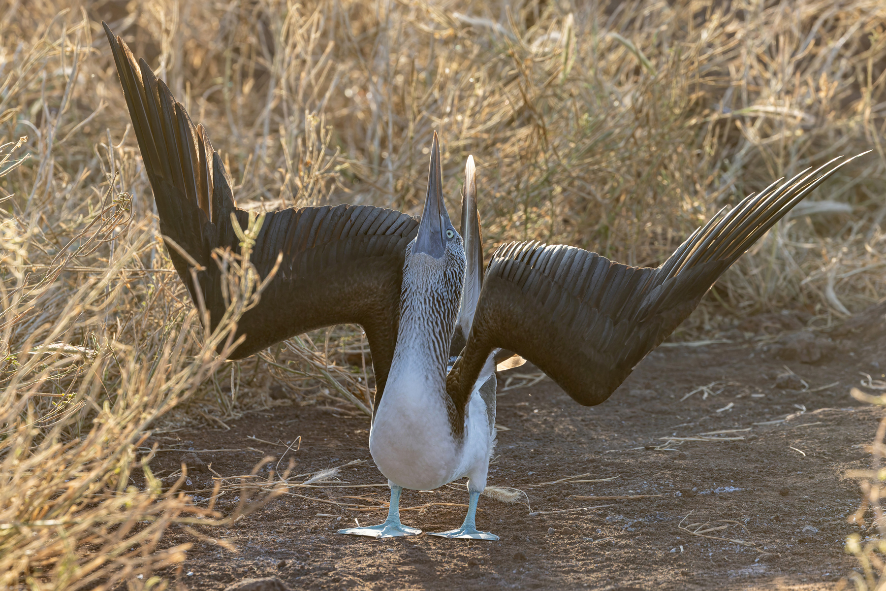 Blue-footed Booby’s bizarre sky-pointing display posture (Image by Mike Watson)
