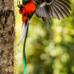Prize of the rainforest, the majestic tail feathers of the male Resplendent Quetzal are on display as it brings wild avocado and fig to its nest. The Resplendent Quetzal is the largest Trogon, with tail streamers are up to a metre long (image by Gin Wilde)