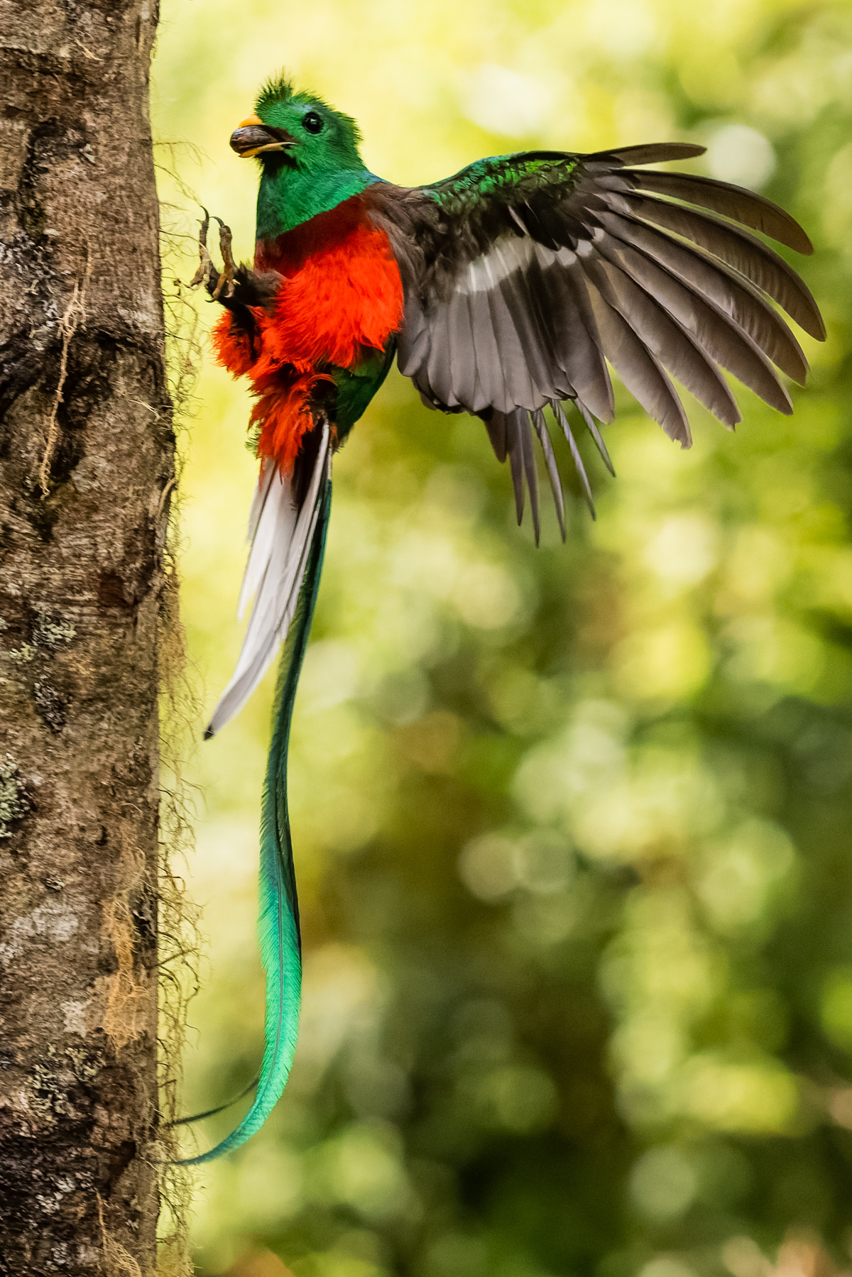 Prize of the rainforest, the majestic tail feathers of the male Resplendent Quetzal are on display as it brings wild avocado and fig to its nest. The Resplendent Quetzal is the largest Trogon, with tail streamers are up to a metre long (image by Gin Wilde)